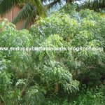 How To Dry Curry Leaves In The Microwave