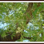 Recipes with Dried Neem Flowers | Vepampoo | Bevina Hoovu