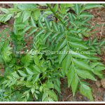 Recipes with Curry leaves
