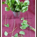 Vallarai Keerai | Indian  Pennywort