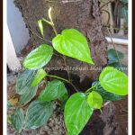 Recipes with Betel Leaves