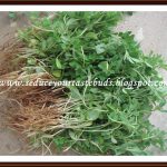 Recipes with Fenugreek Leaves | Methi