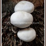 Recipes with Mushroom