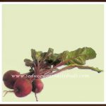 Recipes with Beetroot