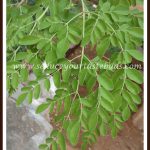 Recipes with Drumstick Leaves