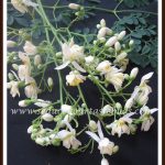 Recipes with Drumstick Flowers