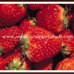 Recipes with Strawberries