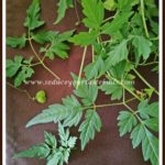 Recipes with Mudakkathan Keerai